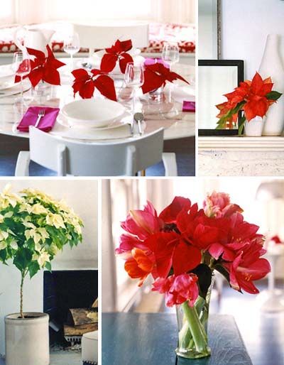 Design Choices with Poinsettia (Pix Credit: Domino)