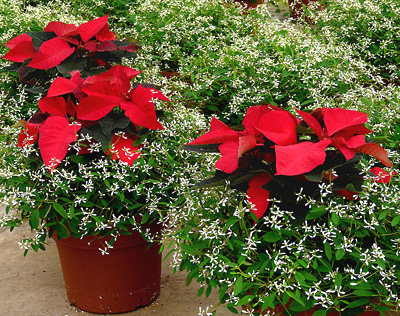 Poinsettia potted with other plants (Pix Credit: Bill McClung)