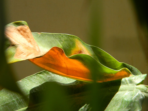 summer-is-here_dried_leaves_macro_photo_green_yellow