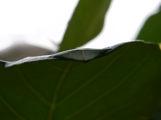 balmy raindrop waiting on the edge of the leaf - macro raindrop photo