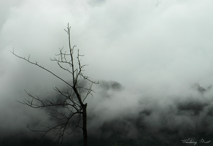 dry tree, wandering mist, hills, forest, cycle of life, misty woods, misty tree, old tree