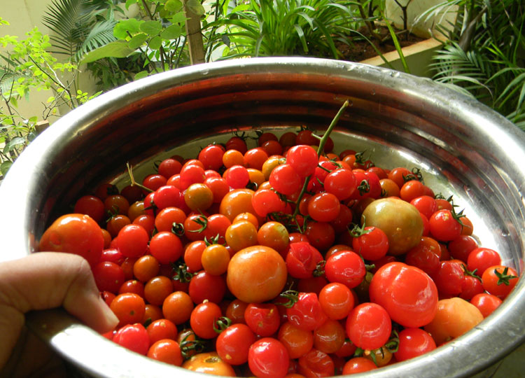 Cherry Tomatoes