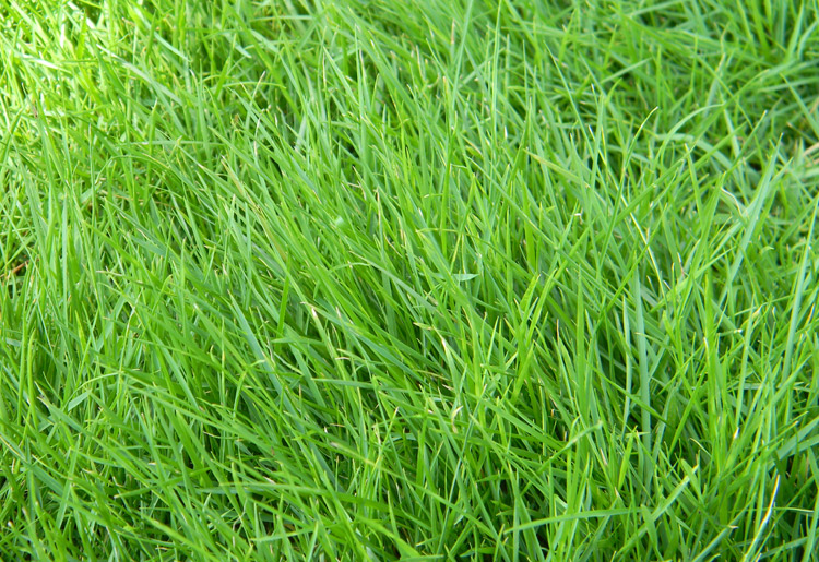 green Grass Just After The Rain. Soaks My Heart.