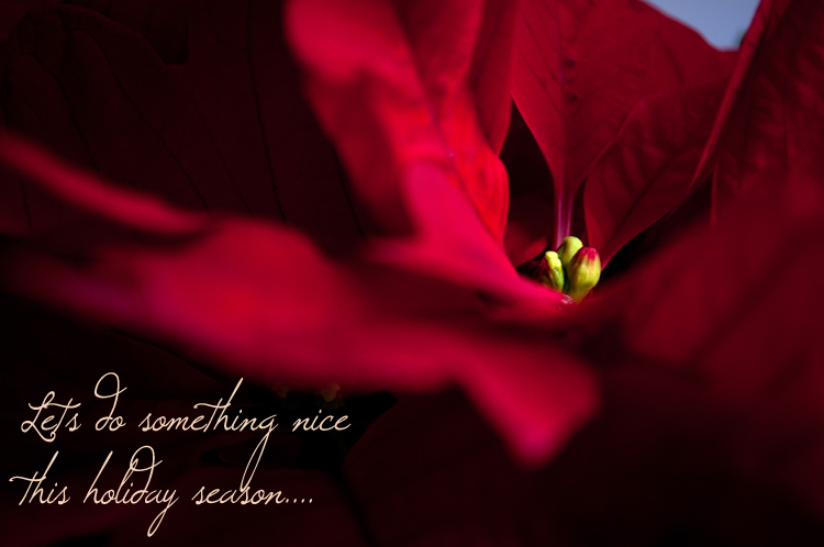 holiday_season_celebration_flowers_poinsettia_deep_red_maroon_macro_photo