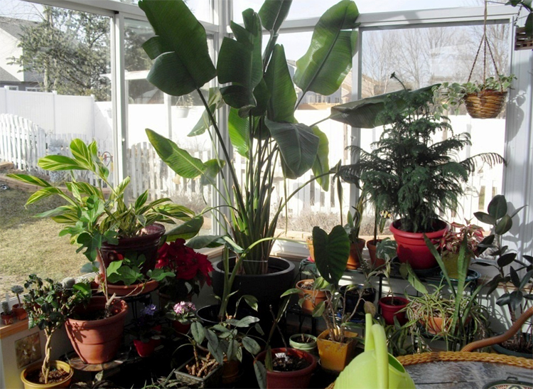 sunrooms Are Really About Plants And Greenery