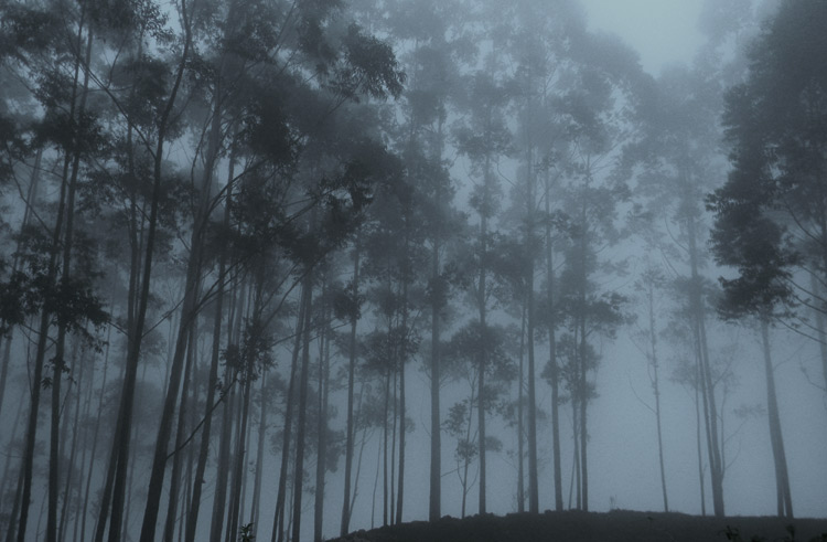 Wandering Mist